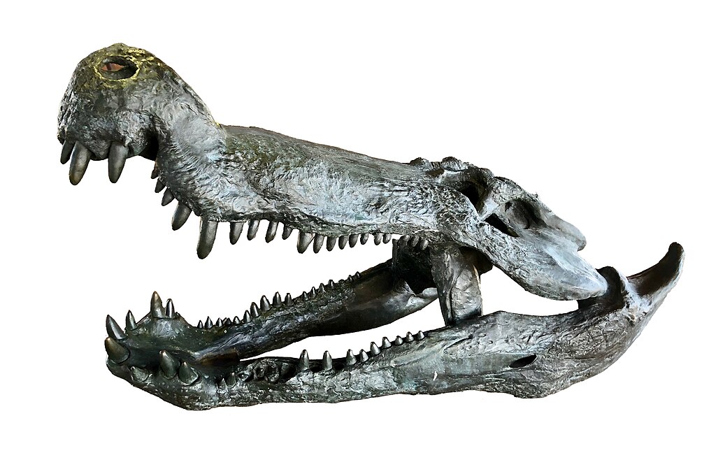 Deinosuchus - krokodil strave, koji je jeo dinosaure 3 1024px Deinosuchus 0251