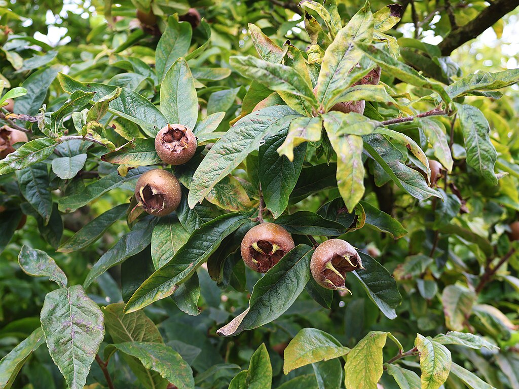 Mespilus germanica 2024-09-24-1.jpg