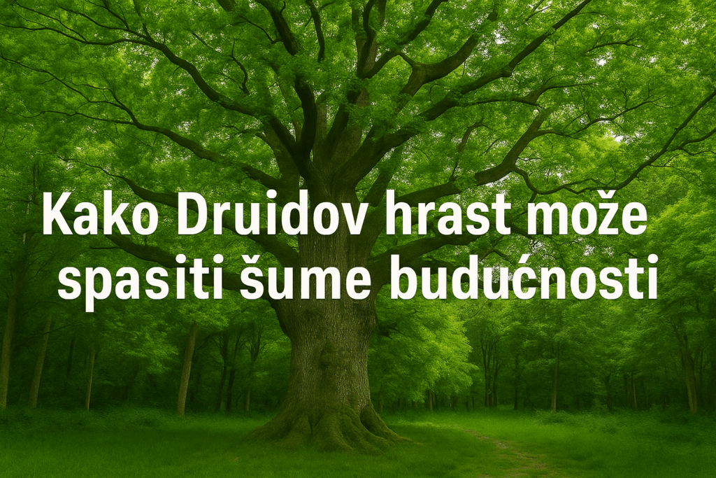 Kako Druidov hrast može spasiti šume budućnosti