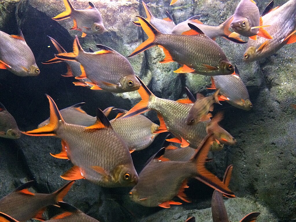 Zaragoza se mijenja: mostovi, paviljoni i najveći europski slatkovodni akvarij 5 1024px Acuario fluvial de Zaragoza 1