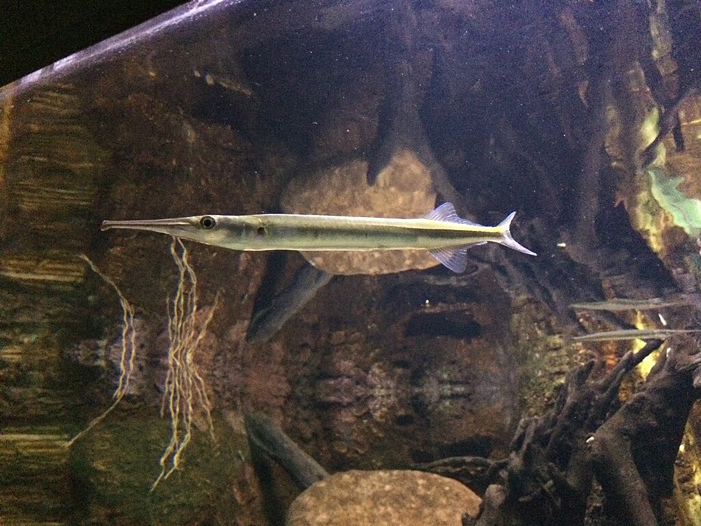 Zaragoza se mijenja: mostovi, paviljoni i najveći europski slatkovodni akvarij 6 1024px Acuario fluvial de Zaragoza 5