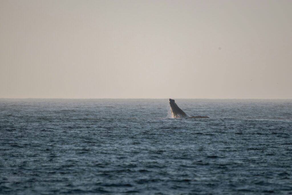 asher pardey IqiNpP LWIc unsplash