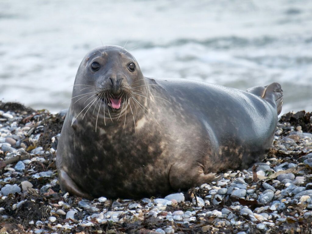 Winter magic of Heligoland in Germany: more gray seals than tourists - Photo by karlheinz_eckhardt Eckhardt on Unsplash