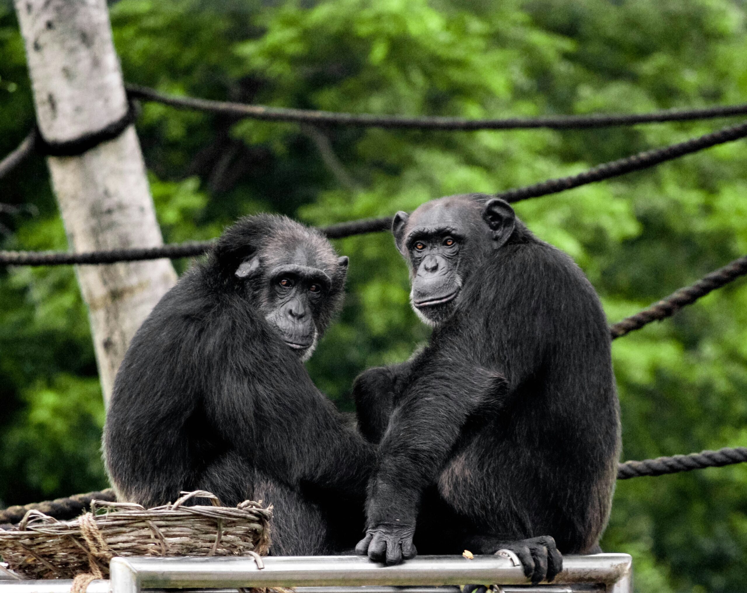 Habitat loss, poaching and anthrax: a triple threat to chimpanzees - Photo by Satya deep on Unsplash