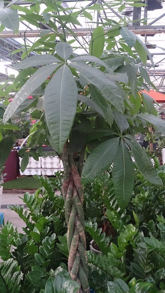 1024px Braided Money Tree Plant Pachira aquatica