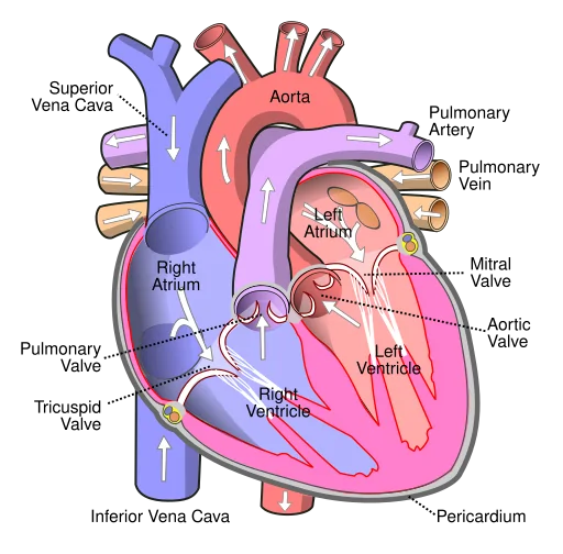 Schematic of the human heart and arteries - explaining the effects of cholesterol on blood vessels - Wapcaplet, CC BY-SA 3.0, via Wikimedia Commons